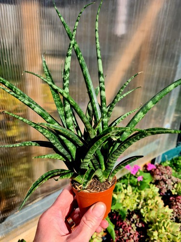 Sansevieria bacularis - sansevieria,
