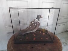 JOHN C METCALF MOTTLED TAXIDERMY PIGEON