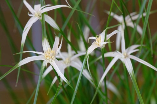 Dichromena colorata star - dichromena, (star