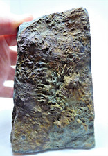 Triassic rhaetic crab grazing - triassic,