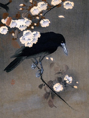Japan sakura branch bird crow - sakura,