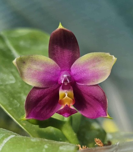 Phalaenopsis violacea var - phalaenopsis,