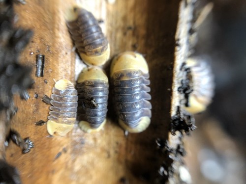 Rubber ducky isopods - 10+,