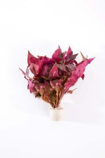 Alternanthea Cardinalis -