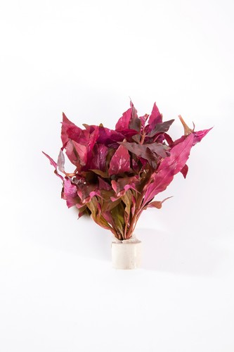 Alternanthea cardinalis - cardinalis,