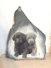 Labrador Puppy Dog Picture