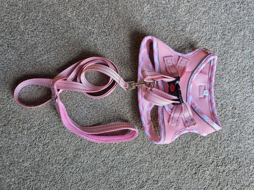 Dog harness and - dog,