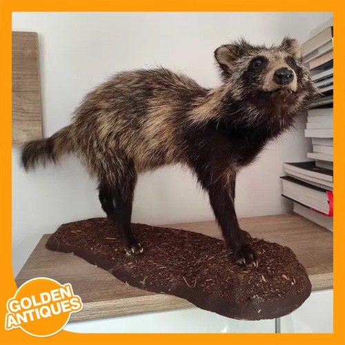Real full body raccoon - full,