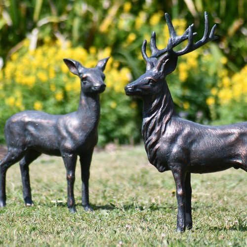 Small elegant stag and - , doe