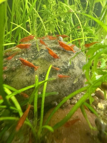 Red cherry shrimp - 15+1,