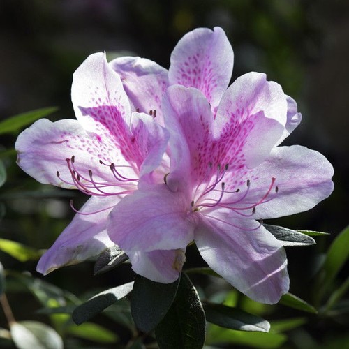Azalea rhododendron cheer - rhododendron,