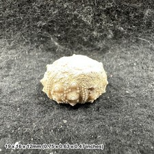 Cidaris Sea Urchin Fossil