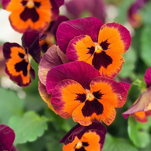 Pansy select orange with - select,