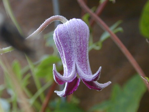 Pitcher leather flower - pitcher's,