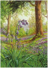 M W Tarrant - Wild Hyacinth -