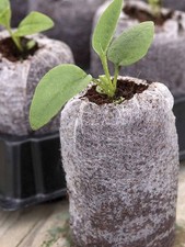 Jiffy 7 pellets 41mm compost