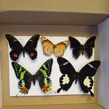 Box 1 Mix grade insect