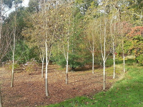 Silver birch jacquemontii - 9,