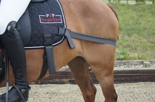 BungeeBand DRESSAGE, Equine Band, Core Trainer, Equi Trainer, Equine Core Pad