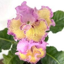 Streptocarpus