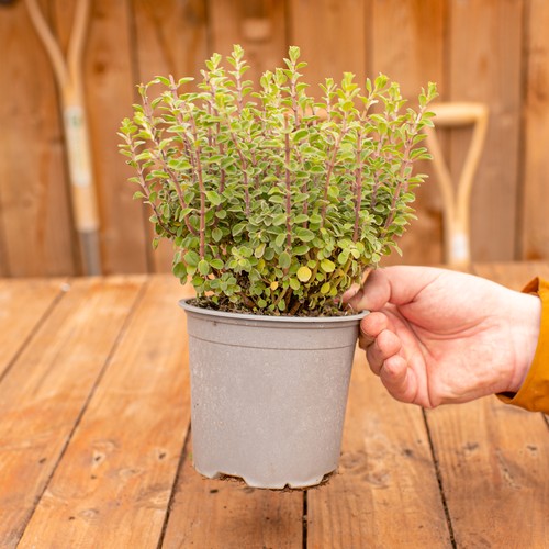 Oregano herb cooking - oregano, |