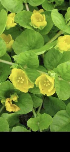 Lysimachia plug plant - 6x,