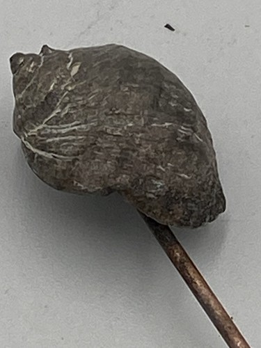 Antique vintage hat pin - ,
