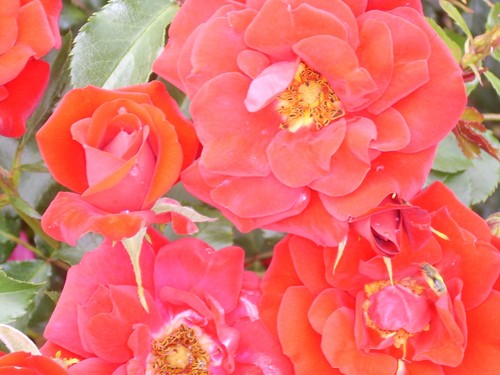Ruby anniversary red patio - –,