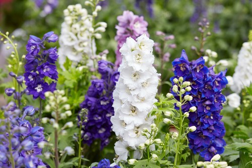 Delphinium mixed seed - delphinium, x