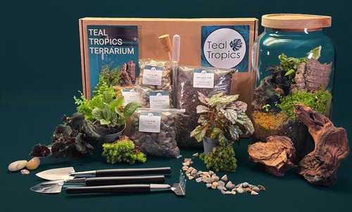 Full terrarium kit with plants - kit,