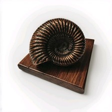 Bronze Ammonite Fossil with