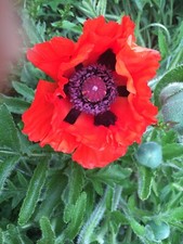 Red ORIENTAL Poppy Seeds hardy