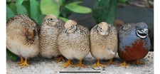 16 Button Quail Hatching