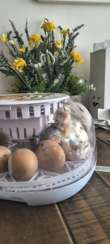 Free range fresh - fresh, eggs