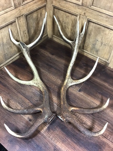 Very large pair red deer - very,