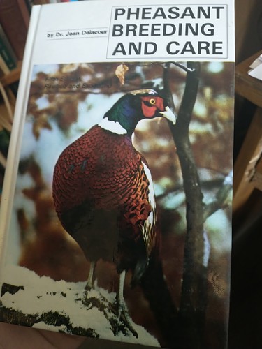 Pheasant breeding and - pheasant, care