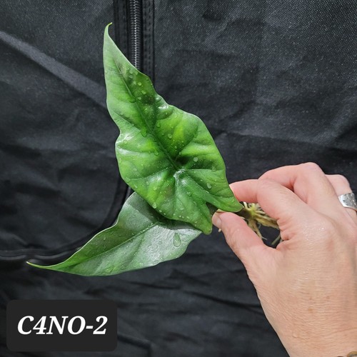 Alocasia simpo albo - alocasia,