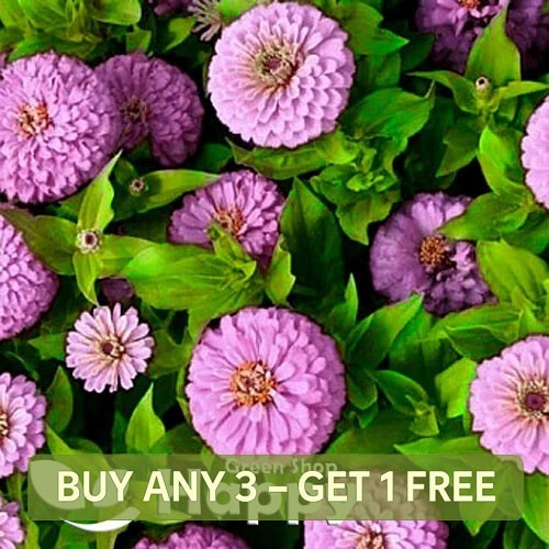 Zinnia dahlia pastel dream - zinnia,