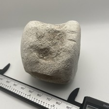 Whale/Dolphin Vertebrae Fossil
