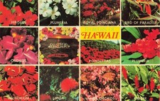 Flowers of Hawaii Multiview