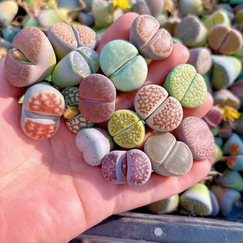 Lithops living stone - lithops,