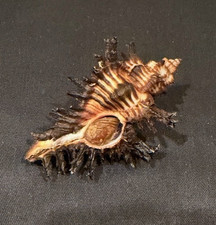 Chicoreus Brunneus  62.6mm