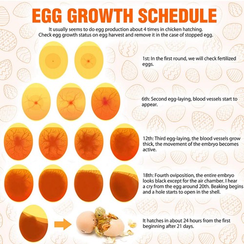 Bright cool led light egg - cool,