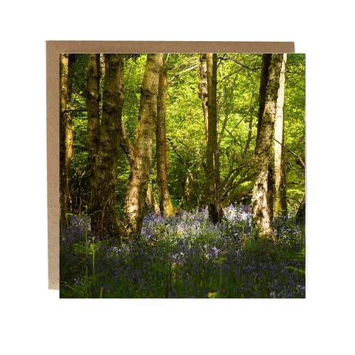 Bluebell wood greeting card