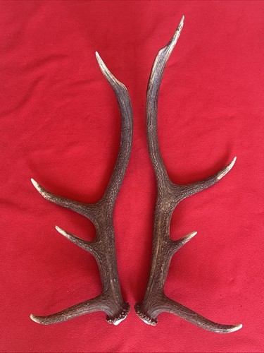 Pair red deer antlers - pair,