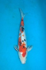 15" Sanke Koi Carp  A** High