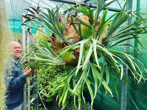 Staghorn fern platycerium - staghorn,