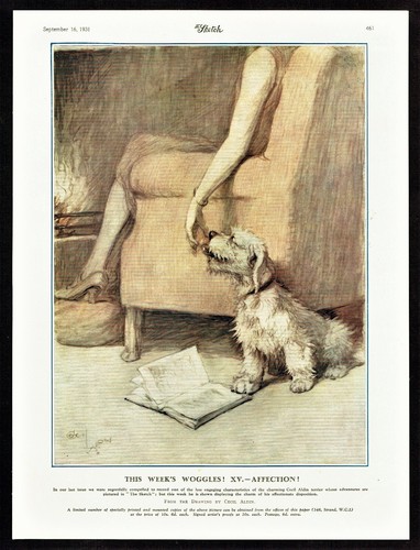 Sealyham woggles affection - sealyham,