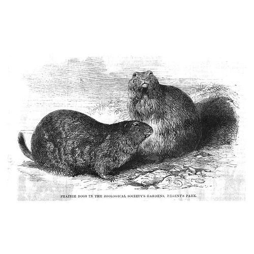 Prairie dogs the - in,