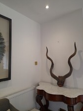 Antique Taxidermy Horns Skull